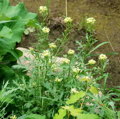 Sisymbrium altissimum