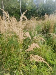 Calamagrostis epigejos