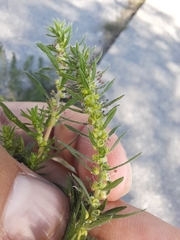 Bassia scoparia