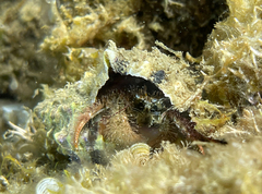 Pagurus cuanensis