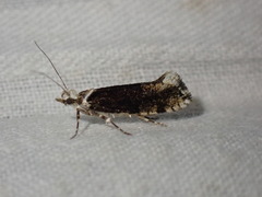 Ypsolopha sequella