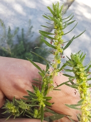 Bassia scoparia