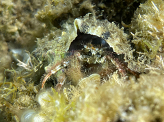 Pagurus cuanensis