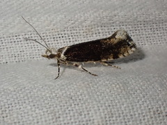 Ypsolopha sequella