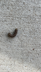 Anisota virginiensis