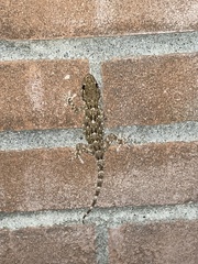 Tarentola mauritanica