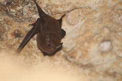 Peropteryx macrotis