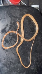 Imantodes gemmistratus