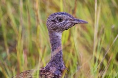 Eupodotis ruficrista