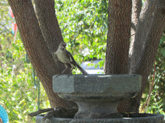 Mimus polyglottos