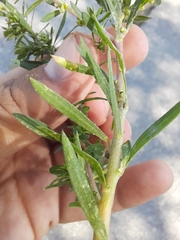 Bassia scoparia