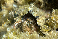 Pagurus cuanensis