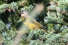 Leiothlypis ruficapilla