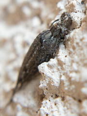 Machilidae
