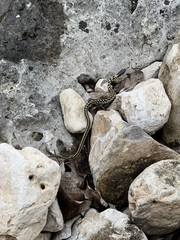 Thamnophis cyrtopsis