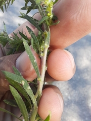 Bassia scoparia