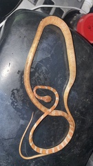 Imantodes gemmistratus