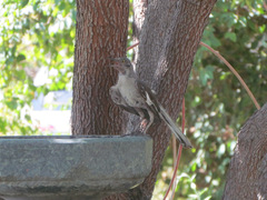 Mimus polyglottos