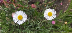 Erigeron longipes