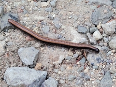Californiulus