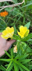 Oenothera pilosella