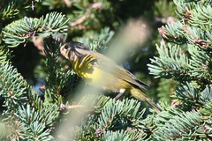 Leiothlypis ruficapilla