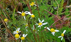 Anthemis arvensis