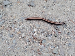 Californiulus