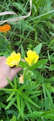 Oenothera pilosella