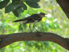 Mimus polyglottos
