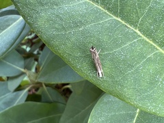 Parapediasia teterrellus