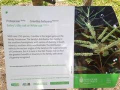 Grevillea baileyana