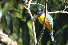 Trogon caligatus