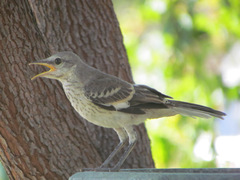 Mimus polyglottos