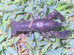 Creaserinus hedgpethi