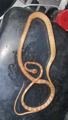 Imantodes gemmistratus