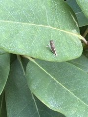 Parapediasia teterrellus