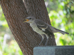 Mimus polyglottos
