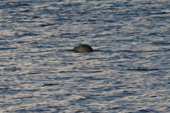 Phoca vitulina vitulina