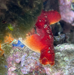 Halocynthia papillosa