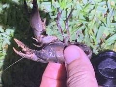 Creaserinus hedgpethi