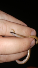 Tantilla hobartsmithi