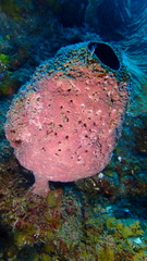 Ircinia