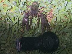 Creaserinus hedgpethi