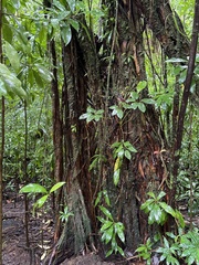 Heptapleurum actinophyllum