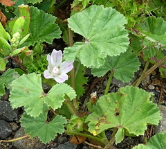 Malva parviflora
