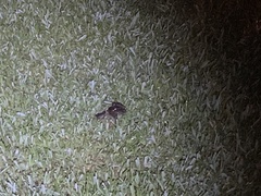 Creaserinus hedgpethi