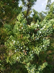 Juniperus