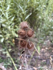Arctium