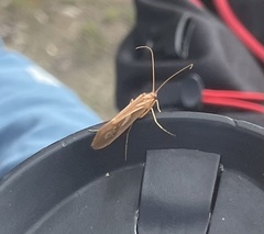 Limnephilus